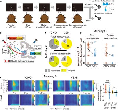 Dissecting the Prefrontal Network With Pathway-Selective Manipulation in the Macaque Brain—A Review